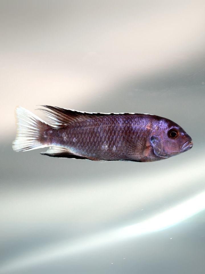White Tail Cichlid (Pseudotropheus sp. acei 'Ngara')