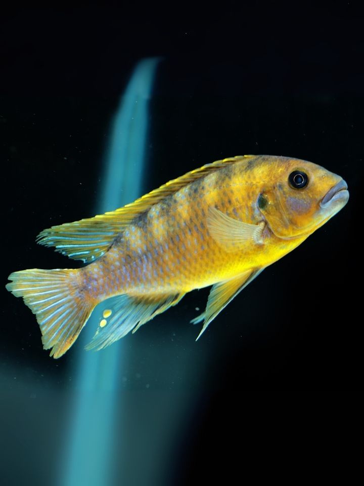 William Blue Lips Cichlid (Pseudotropheus williamsi north)