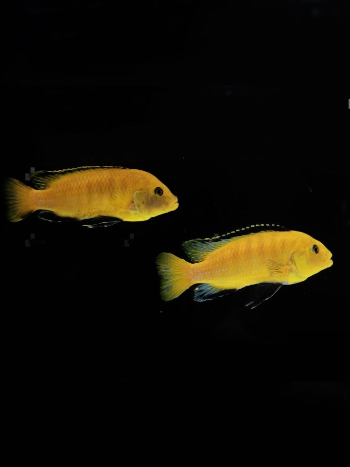Yellow Morph Cichlid (Labidochromis caeruleus)