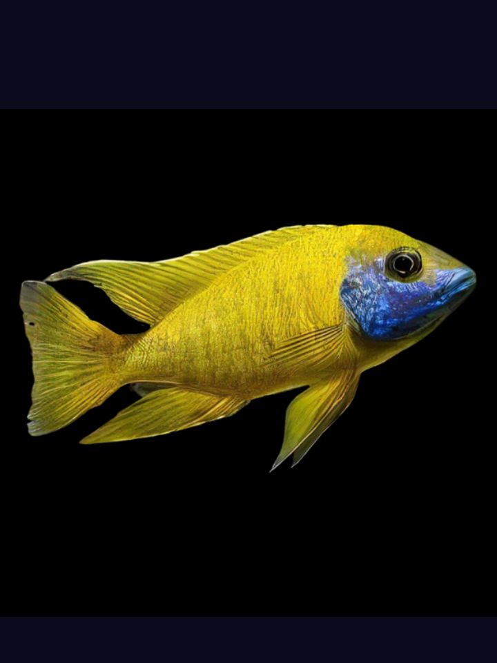 Yellow Peacock Cichlid (Aulonocara baenschi)