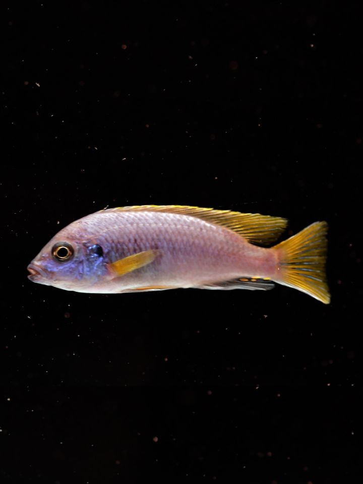 Yellow Tail Cichlid (Pseudotropheus sp. 'Acei')