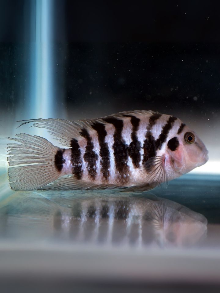 Zebra Convict Cichlid (Amatitlania nigrofasciata)